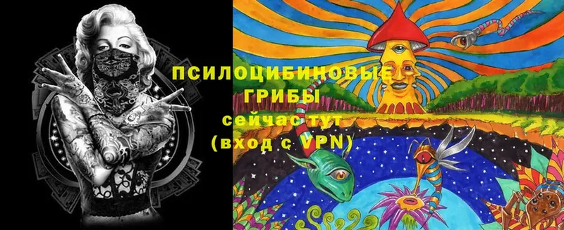 Галлюциногенные грибы Psilocybine cubensis  Мичуринск 